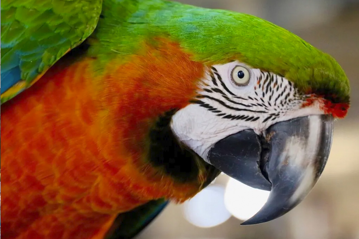 Foster Parrots, Ltd: Instilling Avian Welfare Values